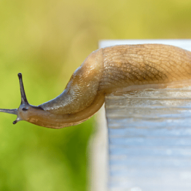 slug