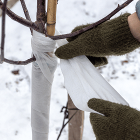 wrapping a tree trunk