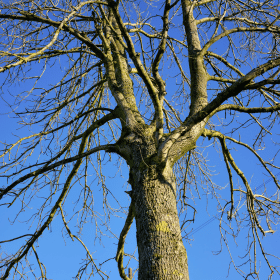 ash tree