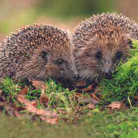 hedgehogs